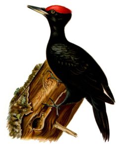 Gertrude's Bird aka Black Woodpecker (courtesy of Wikimedia Commons)