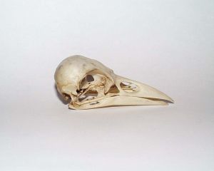Corvus corone skull. Courtesy of Wikimedia Commons.