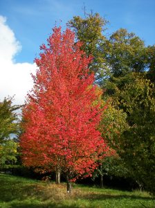 Red Maple, New Botanical Garden Marburg; photo by Willow. Courtesy of Wikimedia Commons.